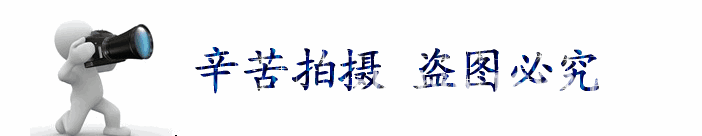 盗图必究